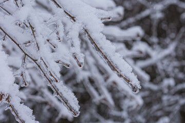 Vom Eisregen mit Eis und Schnee &uuml;berzogene Pflanze, Bl&uuml;ten, &Auml;ste und Zweige.