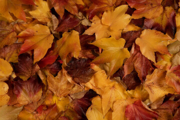 autumn leaves texture