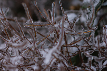 Vom Eisregen mit Eis und Schnee überzogene Pflanze, Blüten, Äste und Zweige.