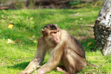 Fototapeta na wymiar Little cute monkey is walking in his enclosure