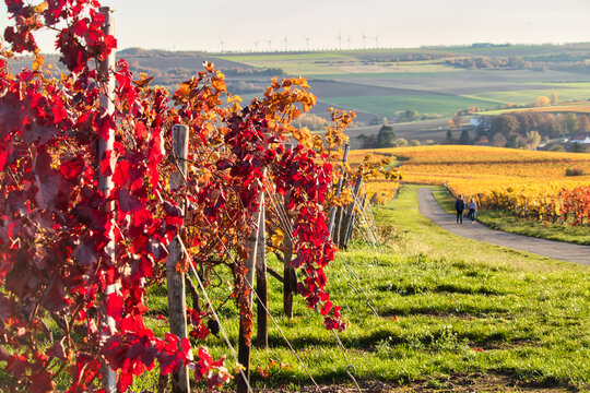 Beautiful red leaves on a grapevine at the end of the growing season in a vineyard in Alzey, Germany on a sunny fall day .