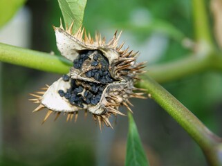 thorny fruits of Datura stramonium plant with black,toxuc seeds close up