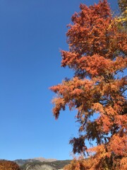 autumn tree in the mountains