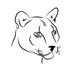 vector color cougar strong symbol puma portrait south american wildcat mammal  isolated logo head