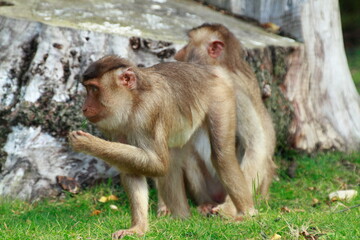 Fototapeta premium Little cute monkey is walking in his enclosure