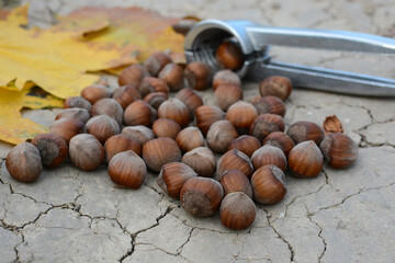 Lots of hazelnuts and a metal nutcracker lie on dry, cracked ground. ripe hazelnuts close up