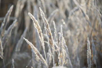 Ears of grass with first frost in sparkling frost in late autumn. Selective focus. natural...