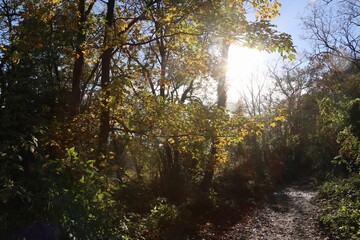 sunlight with autumnal colors in the forest in France 