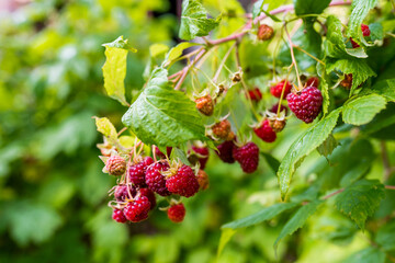 Branch of rapsberries in garden, blurred background.