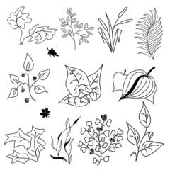 Fototapeta premium Set of vector plants and leaves in aut line style on the white background. Hand drawn black line design elements. EPS10.