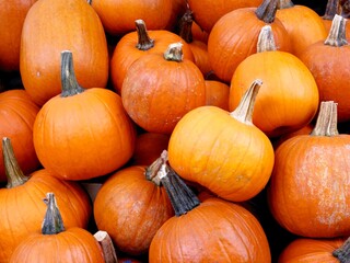 various multicolor,huhe or small pumpkins 
