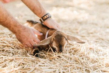 White man holding goat while it lying on hay at ranch