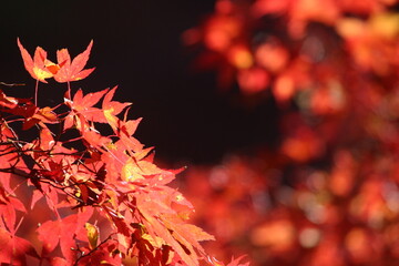 紅葉と日本の秋 龍姫湖...