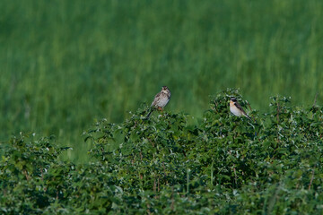 Grauammer und Braunkehlchen auf einem Strauch	