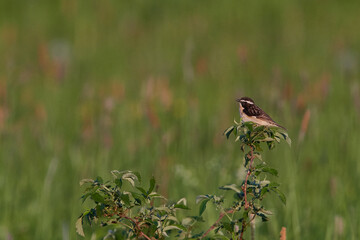 Braunkehlchen Männchen auf einer Sitzwarte	