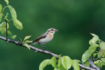 Braunkehlchen Weibchen	