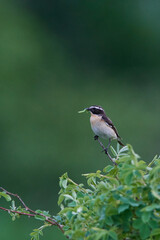 Braunkehlchen Männchen auf einer Sitzwarte	