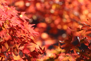 紅葉と日本の秋