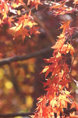 紅葉と日本の秋