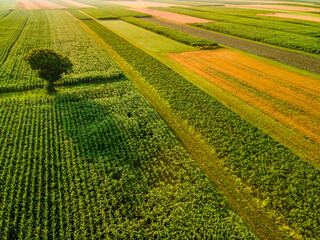 One Tree Stand Out of Crop Fields in Picturesque Countryside Landscape