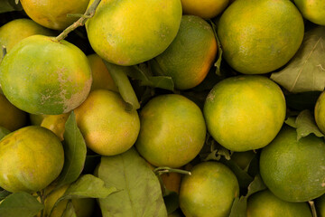 Green tangerines. Unripe citrus fruits.