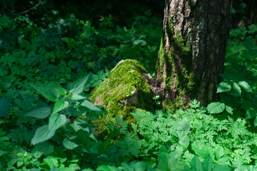 green moss on a rock