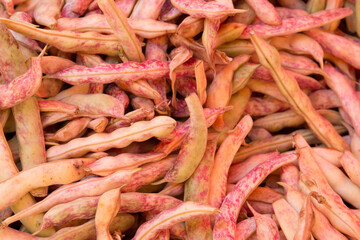 Green beans. The variety is a royal purple pod. Legumes.