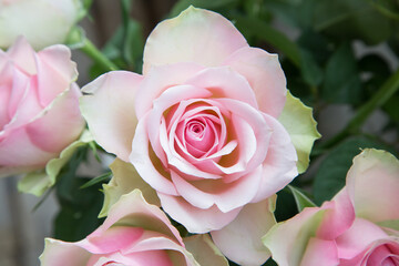 Vintage Rosen in zarter rosa Farbe mit offener Blüte