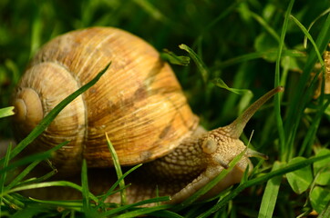 snail in the garden on the grass