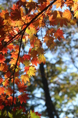 紅葉と日本の秋