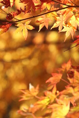 紅葉・秋イメージ