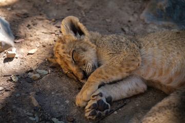 lion cub, baby feline mammal resting sleeping