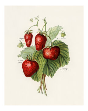Strawberries vintage illustration wall art print and poster design remix from the original artwork.