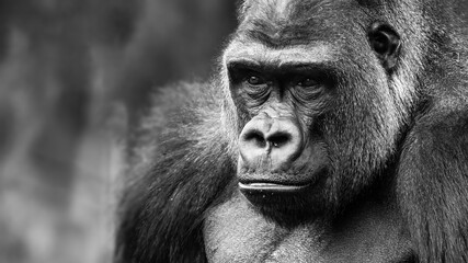 Black and white shallow depth of field close-up portrait of a gorilla with a thoughtful expression on his face © Patrick Rolands