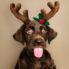 Portrait of a cute Labrador Retriever puppy wearing a Christmas reindeer headband