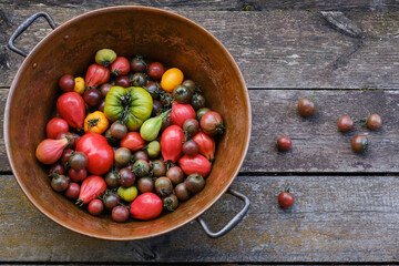 Tomatoes of different shapes and colors in a copper bowl on wooden boards. Various shapes and colors of tomatoes in metal plate.