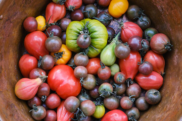 Various shapes and colors of tomatoes in copper plate.