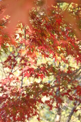 紅葉・秋イメージ