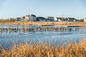 A flock of wild geese and ducks on a frozen lake on a park near the residential area