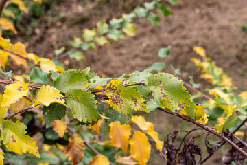 Colorful autumn leaves on a branch