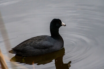 An American Coot in Hilton Head Island, South Carolina