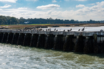 A Group of Pelicans in Hilton Head Island, South Carolina