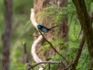 Blue Wren Scrambling