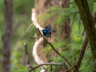 Blue Wren Tail Flare