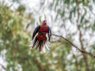 Rosella Tail Flared