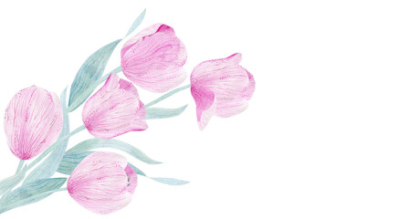 Delicate pink tulip. Flower petals. Watercolor illustration for congratulations, invitations, perfumery products.