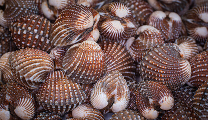 Fresh scallops at the fresh market for seafood dishes. Scallops before selling or cooking will have a lot of mud. must be cleaned first Prepare food to eat.