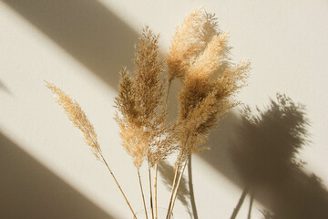 Dry spikelets, pampas grass, reed in vase. Shadows on the wall. Silhouette in sun light. Minimal...