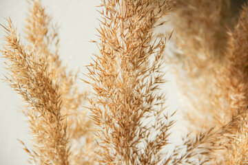 Dry spikelets, pampas grass, reed in vase. Shadows on the wall. Silhouette in sun light. Minimal...