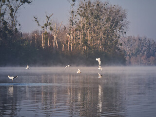 Seine et brume d'automne